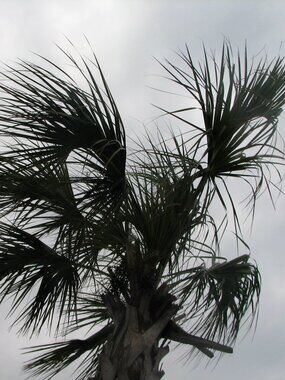 Pensacola Beach, Fl palm tree print